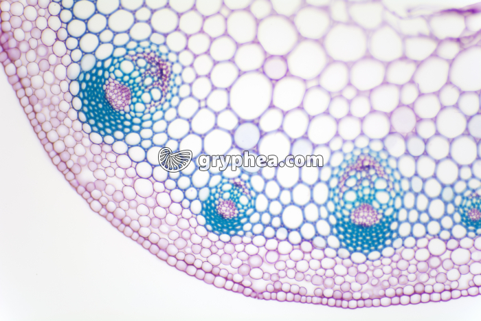 Tige de Renoncule CT x25 - gryphea.org